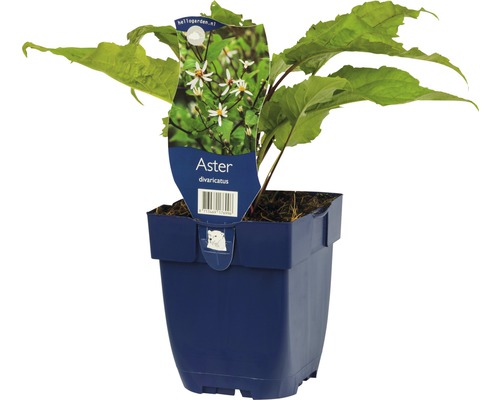 Aster divaricatus en pot