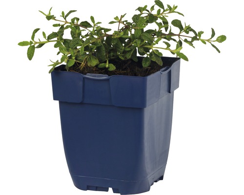 Topf mit Majoranpflanze