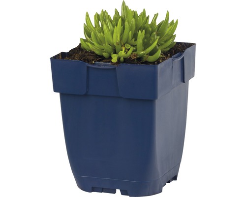 Plante d''intérieur avec des plantes succulentes dans un pot