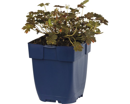 Géranium en pot