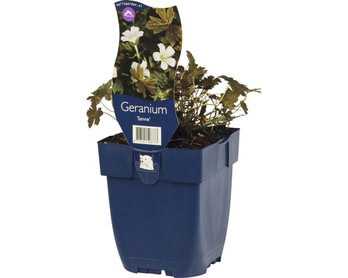 Géranium de type Sanne dans un pot