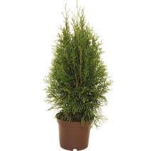 Smaragd-Lebensbaum 30-40 cm-thumb-0