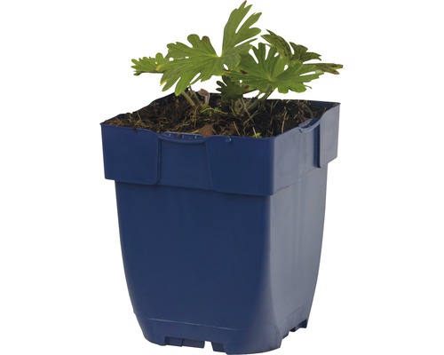 Plante de géranium dans un pot bleu