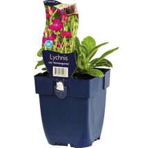 Lychnis ''Atrosanguinea'' en pot