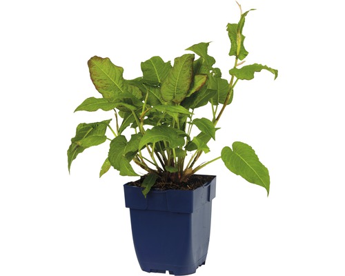 Renouée bistorte en pot