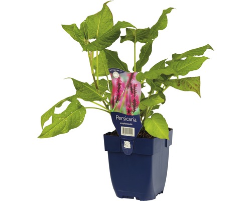 Plante de renouée en pot