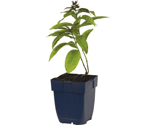 Basilic bleu africain en pot