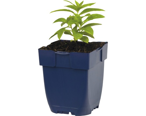 Jeune plante en pot pour le jardin