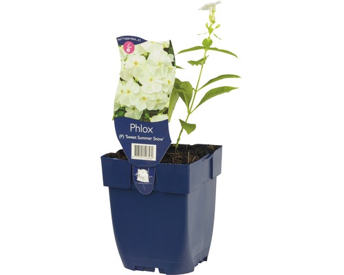 Phlox paniculé FloraSelf Phlox paniculata 'Sweet Summer Snow' h 5-20 cm Co 0,5 l Phlox Sweet Summer Snow plante en pot