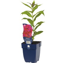 Phlox en pot