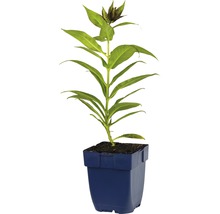 Plante en pot bleue avec des feuilles et des boutons verts