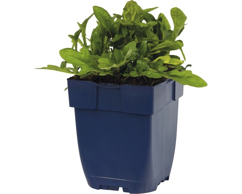 Rucola-Pflanze im Topf