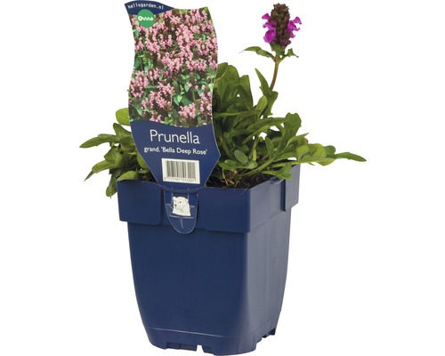 Grosse Braunelle FloraSelf Prunella grandiflora 'Bella Deep Rose' H 10-25 cm Co 0,5 L