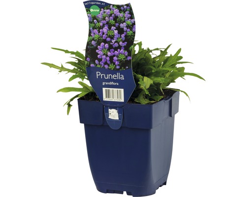 Grosse Braunelle FloraSelf Prunella grandiflora H 10-20 cm Co 0,5 L