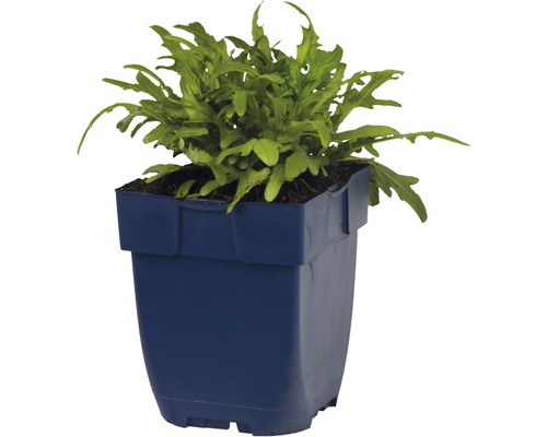 Plant de roquette en pot
