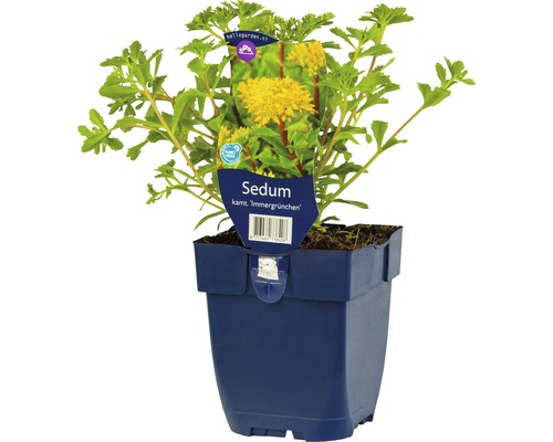 Polster-Fetthenne FloraSelf Sedum hybridum 'Immergrünchen' H 5-10 cm Co 0,5 L Sedum Staude ''Immergrünchen'' im Topf