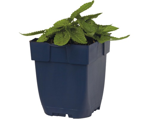 Coleus Pflanze in einem Topf