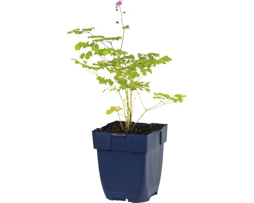 Elfenblume in einem Topf