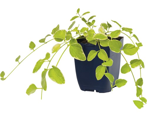 Plante grimpante à feuilles poussant en pot