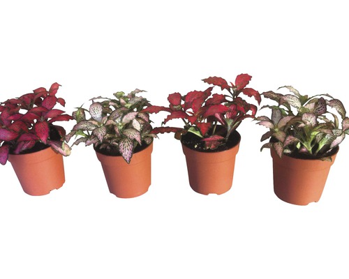Fittonia FloraSelf Fittonia verschaffeltii 'Mosaic' H 10-15 cm Ø 7 cm pot assorti Quatre plantes de Fittonia en pots