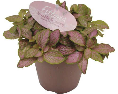 Mosaikpflanze FloraSelf Fittonia verschafeltii 'Pink Ruby ' H 13-18 cm Ø 12 cm Topf