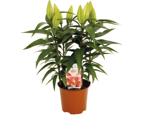 Lys en pot avec des fleurs encore fermées