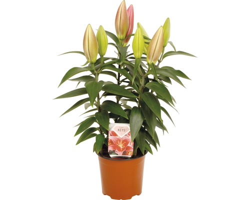 Plante de lys en pot avec boutons floraux