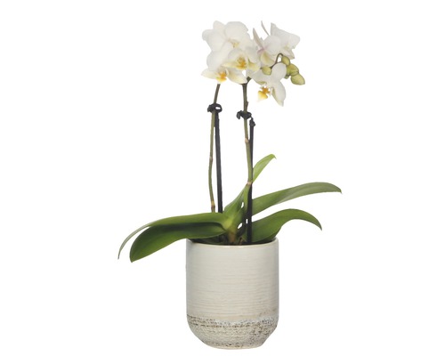 Orchidée papillon FloraSelf Phalaenopsis Hybride H 25-30 cm pot Ø 7 cm
