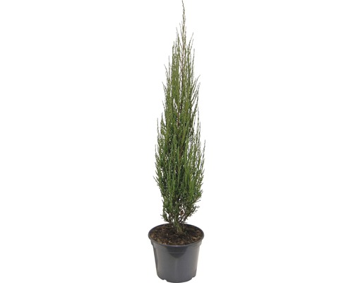 Blauer Säulenwacholder FloraSelf Juniperus scopulorum 'Blue Arrow' H 80-100 cm Co 10 L