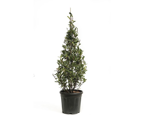 Photinie pyramide 'Robusta Compacta' FloraSelf Photinia fraseri 'Robusta Compacta' h 100-125 cm Co 20 l