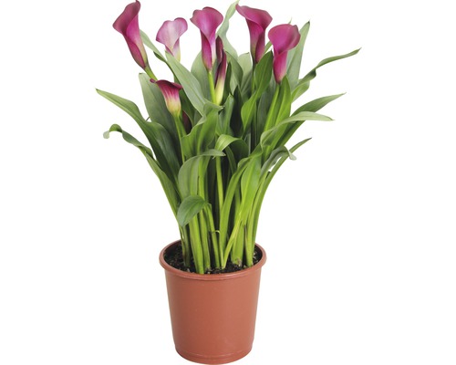 Zimmercalla FloraSelf Zantedeschia aethiopica 'Callafornia Red' H 35-50 cm Ø 13 cm Topf