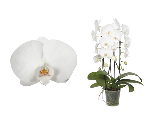 Orchidée papillon FloraSelf Phalaenopsis Hybride H 55-70 cm pot Ø 12 cm