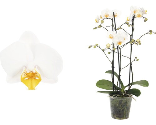 Orchidée papillon blanc FloraSelf Phalaenopsis hybride h 45-55 cm pot Ø 12 cm 3 panicules