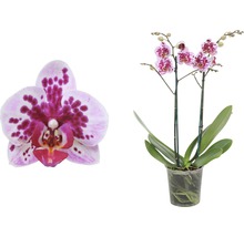 Schmetterlingsorchidee FloraSelf Phalaenopsis Hybride Rembrandt H 45-55 cm Ø 12 cm Topf 2 Rispen-thumb-0