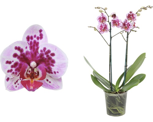Orchidée papillon FloraSelf Phalaenopsis Hybride Rembrandt H 45-55 cm pot Ø 12 cm 2 panicules