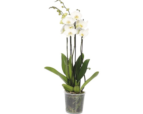 Orchidée papillon FloraSelf Phalaenopsis Hybride H 70-80 cm pot Ø 17 cm 4 panicules blanc