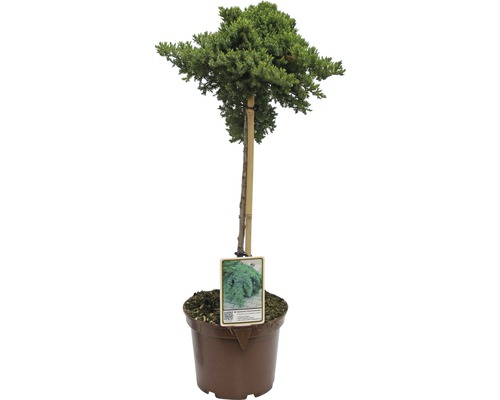Genévrier rampant FloraSelf Juniperus procumbens 'Nana' H 40 cm Co 3 l