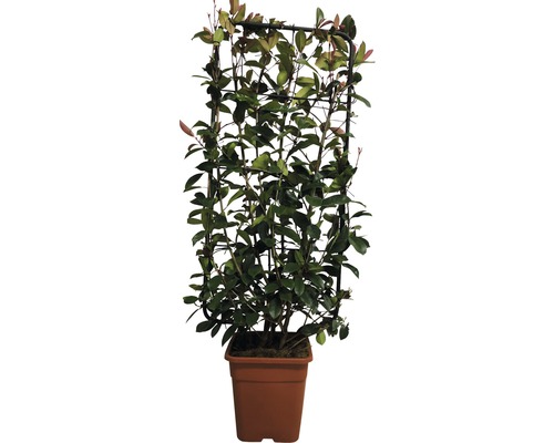 L''image montre une plante grimpante avec un treillis dans un pot.
