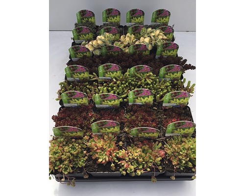 Plantes vivaces pour rocailles diff. variétés pot Ø 7 cm choix de variétés aléatoire