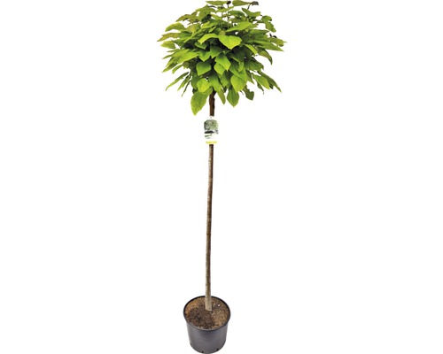 Trompetenbaum FloraSelf Catalpa bignonioides Nana 180 cm Co 20L