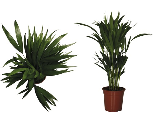 Palmiste multipliant Madagascar FloraSelf 80-110 cm
