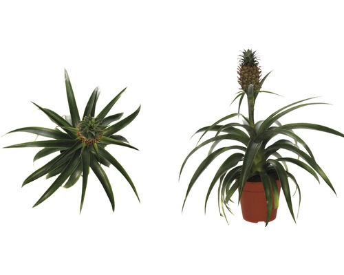 Plante ornementale d''ananas en pot, deux vues