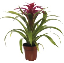 Bromelie FloraSelf Guzmania x Hybride 'Deseo Pink' H 45x55 cm Ø 12 cm Topf