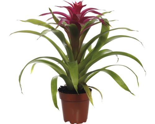 Broméliacée FloraSelf Guzmania x Hybride 'Deseo Pink' H 45x55 cm pot Ø 12 cm