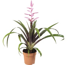 Guzmania Zimmerpflanze mit Blüte im Topf