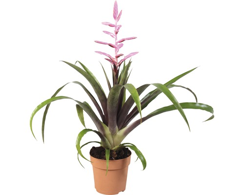 Guzmania Zimmerpflanze mit Blüte im Topf