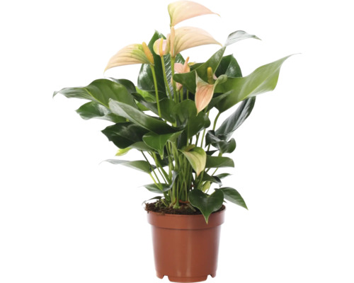 Anthurie in einem Topf