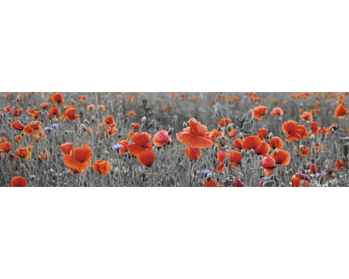 Crédence de cuisine mySpotti Splash Poppy fleurs 2200 x 600 mm SP-F1-1257