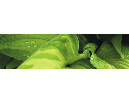 Crédence de cuisine mySpotti Splash Rainforest feuilles 2200 x 600 mm SP-F1-1262