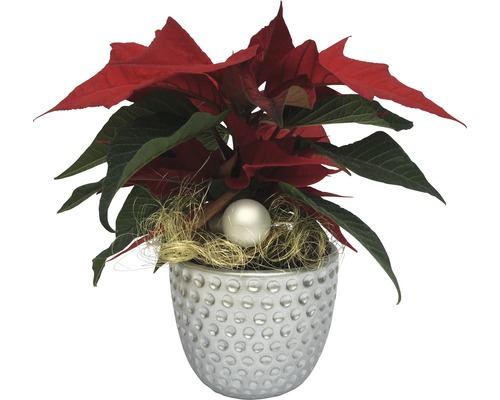 Poinsettia en pot avec décoration de boules de Noël
